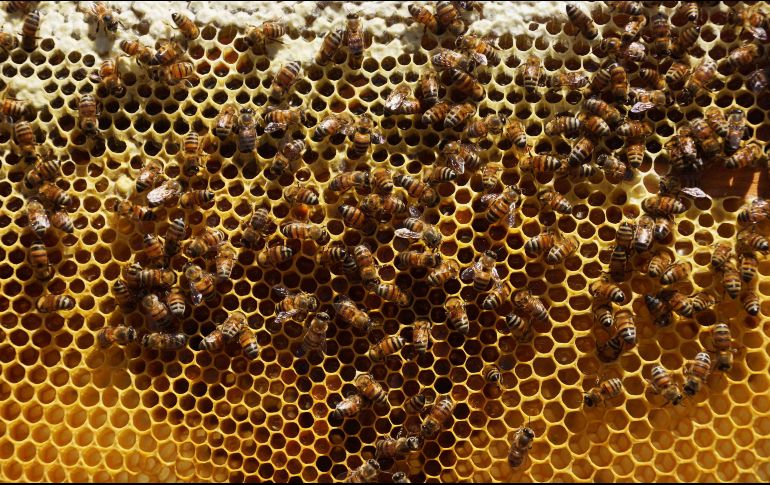 ¿Sabes qué hacer si sufres la picadura de una abeja? Lo primero es mantener la calma. SUN / ARCHIVO