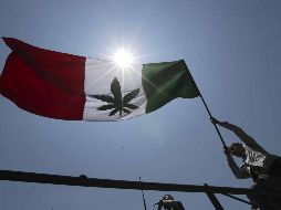 Este 20 de abril se conmemora el Día Internacional de la Marihuana. SUN / ARCHIVO