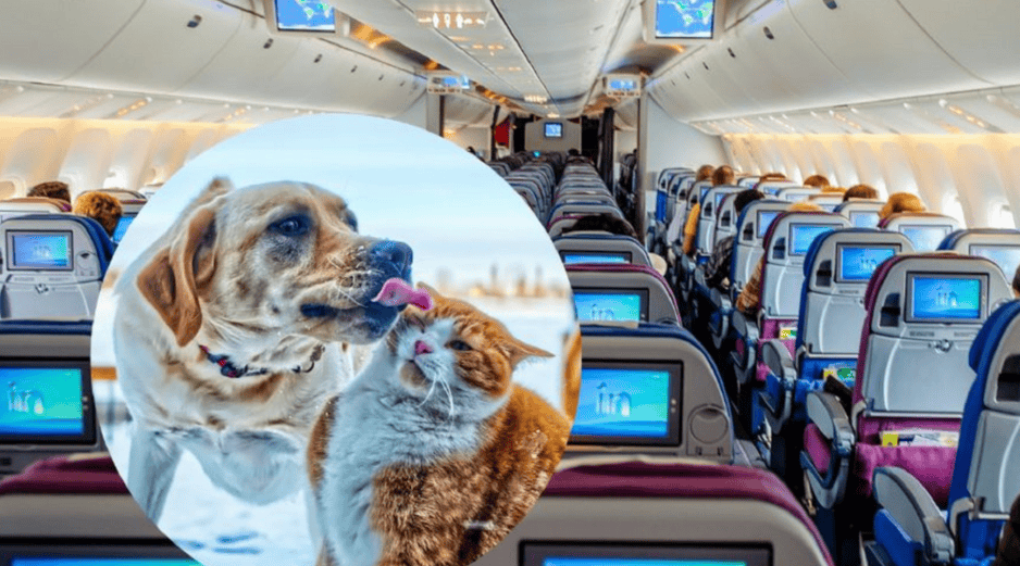 Cada vez vemos a más mascotas en cabina, al lado de sus humanos en los aviones. UNSPLASH / A. Schimmeck / Y. Laurichesse