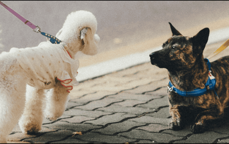 Es importante que te informes sobre las necesidades individuales de tu perro. UNSPLASH / Bundo Kim