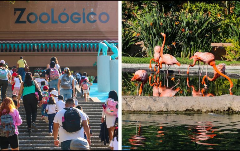 El Zoológico Guadalajara señaló que busca que la ciudadanía participe en la jornada electoral. EL INFORMADOR / ARCHIVO