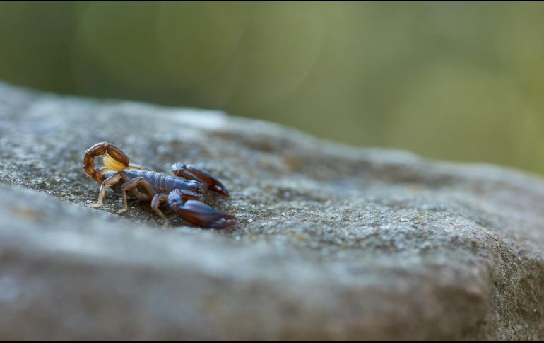 El verano se convierte en el ideal para que aparezcan plagas de insectos que pueden incomodarnos por su presencia, o contagiarnos enfermedades por su picadura. ESPECIAL / Foto de Wolfgang Hasselmann en Unsplash