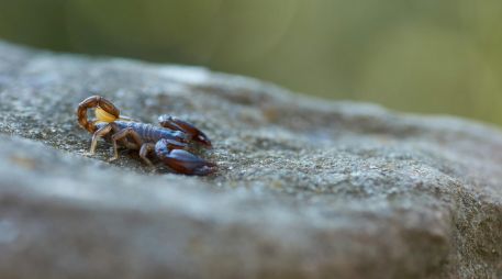 El verano se convierte en el ideal para que aparezcan plagas de insectos que pueden incomodarnos por su presencia, o contagiarnos enfermedades por su picadura. ESPECIAL / Foto de Wolfgang Hasselmann en Unsplash