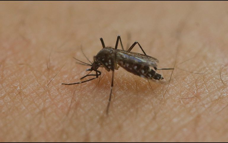 El dengue se transmite a través de la picadura del mosquito Aedes aegypti, no de persona a persona. AP / ARCHIVO