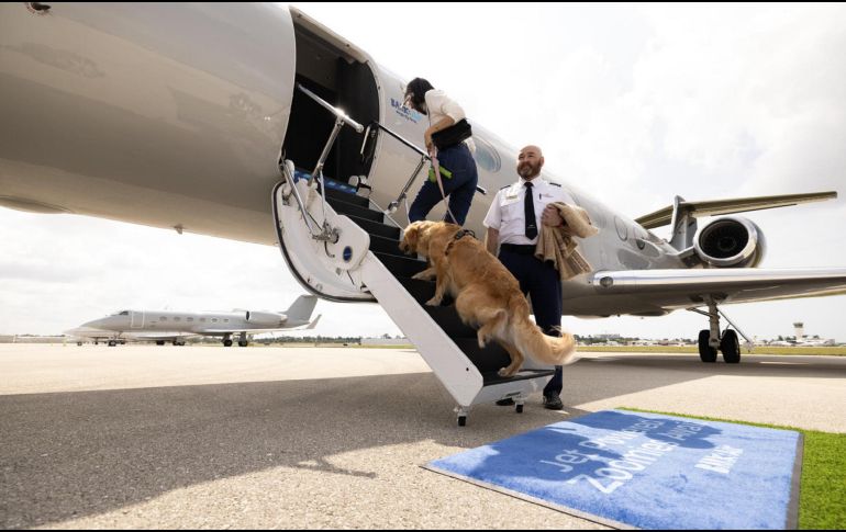 Conscientes del estrés que los viajes en avión generan entre los dueños de las mascotas, Bark Air fue creada en 2011, pero no hizo su primer vuelo hasta el pasado mayo. EFE / ARCHIVO