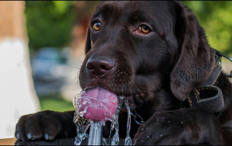 A diferencia de los humanos, los perros tienen una temperatura ligeramente más alta. ESPECIAL/ Foto de Rafael Ishkhanyan en Unsplash