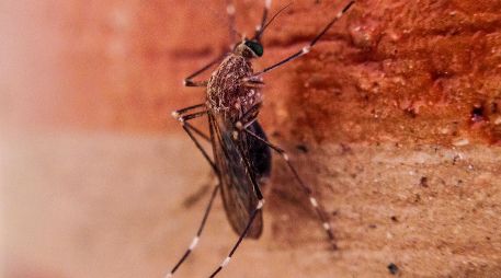 El dengue se contagia por medio de un mosquito de clima tropical. EFE / ARCHIVO