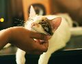 Según investigaciones existen zonas donde los felinos les desagrada ser acariciados. UNSPLASH/Yerlin Matu