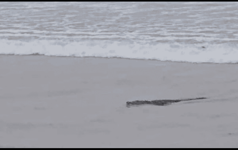 La principal versión que trascendió fue que la presencia del cocodrilo en la playa Miramar se debe a la crecida de los ríos que lo arrastraron con el lirio acuático hasta la playa. ESPECIAL