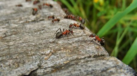 Las hormigas carpinteras de Florida (Camponotus floridanus) son capaces de amputar las extremidades heridas de sus compañeras. ESPECIAL/Foto de Tworkowsky en Pixabay