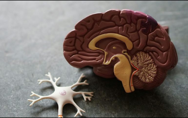 La FDA autorizó el uso de Kinsula a adultos que sufren alzhéimer sintomático temprano, que incluye a personas con un deterioro cognitivo moderado. ESPECIAL / Foto de Robina Weermeijer en Unsplash