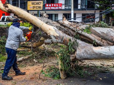 Según reportes oficiales, en el municipio de Guadalajara se contabilizaron 47 árboles caídos. EL INFORMADOR / A. Navarro