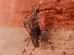 Compartimos contigo algunos consejos para disminuir el riesgo de contraer Dengue. EFE/ARCHIVO