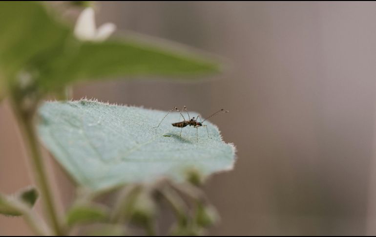 La medida más efectiva para prevenir el contagio de dengue es la de evitar que se hagan criaderos de mosquitos en lugares cercanos a las personas. ESPECIAL / Foto de Hacı Elmas en Unsplash