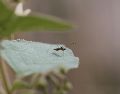 La medida más efectiva para prevenir el contagio de dengue es la de evitar que se hagan criaderos de mosquitos en lugares cercanos a las personas. ESPECIAL / Foto de Hacı Elmas en Unsplash