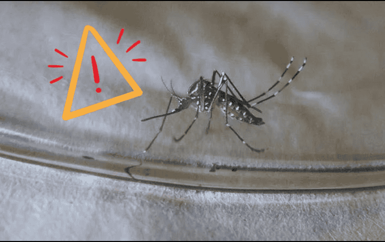 La picadura de este mosquito no deja en todas las personas las mismas consecuencias. EFE / ARCHIVO