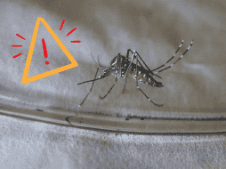 La picadura de este mosquito no deja en todas las personas las mismas consecuencias. EFE / ARCHIVO