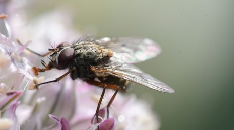 Aunque las moscas domésticas son las más comunes en casa, muchas especies, como las moscas de la flor, se alimentan de insectos del jardín. Unsplash