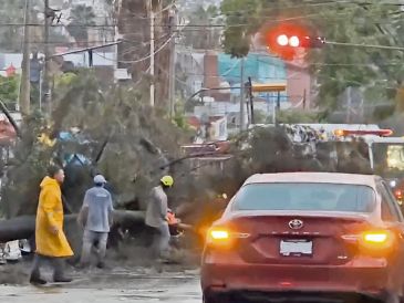 Postes y cables derribados son la constante en cada tormenta, árboles caídos que detonan afectaciones en infraestructura y daños al sistema eléctrico. ESPECIAL