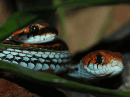 Según la Procuraduría Federal de Protección al Ambiente, México alberga 322 son serpientes. ESPECIAL/CANVA