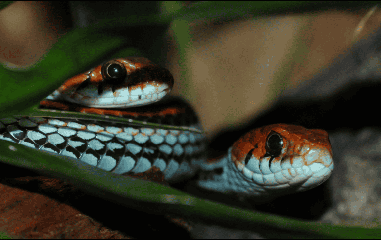 Según la Procuraduría Federal de Protección al Ambiente, México alberga 322 son serpientes. ESPECIAL/CANVA