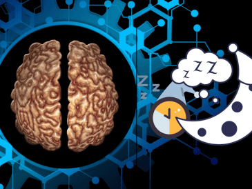 Esta investigación no solo proporciona una nueva comprensión de cómo el cerebro maneja el sueño y la vigilia, sino que también plantea preguntas importantes sobre la naturaleza misma de estos estados.  CANVA