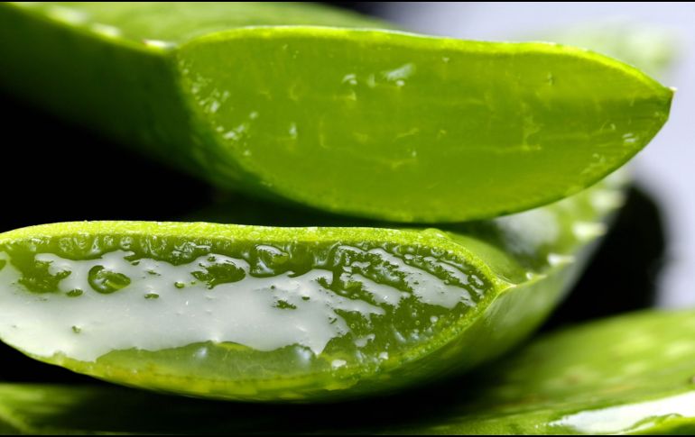 La sábila, o aloe vera, y el aceite de oliva son conocidas por sus numerosas propiedades beneficiosas para la piel. Canva.