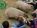 Los capibaras son sin lugar a dudas los animales más queridos por los nuestros visitantes y ahora puedes convivir directamente con ellos, acariciarlos y alimentarlos. FACEBOOK / ZOOLÓGICO GUADALAJARA