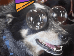 ¡Celebra el día del perro en esta gran fiesta organizada por Dog Pawrk! EL INFORMADOR / ARCHIVO