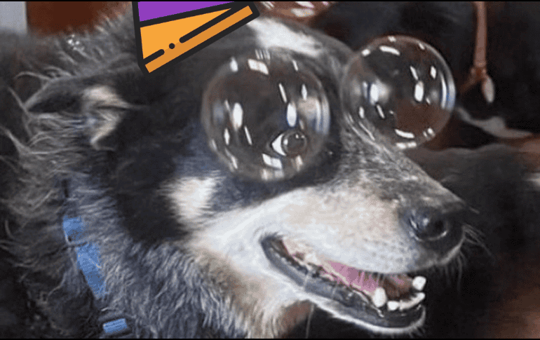 ¡Celebra el día del perro en esta gran fiesta organizada por Dog Pawrk! EL INFORMADOR / ARCHIVO