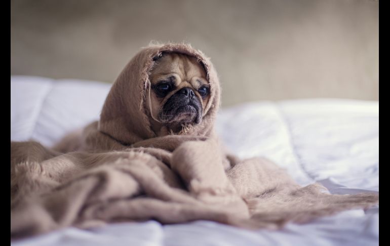 Especialistas señalan que los perros con enfermedades previas, de corta edad o con dificultades en la respiración son los que más padecen las altas temperaturas. Unsplas