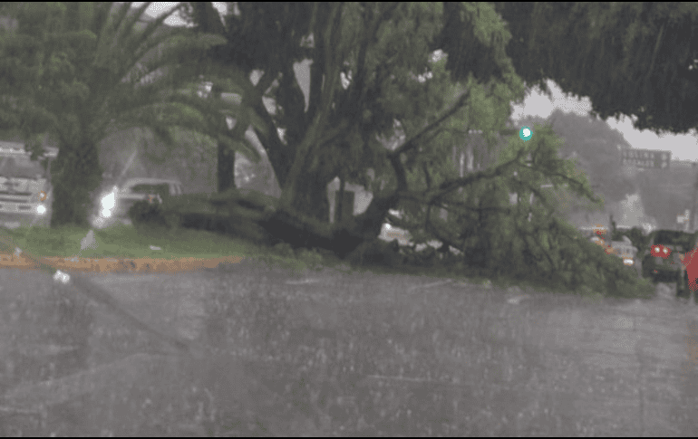 Se reporta un árbol caído en avenida Niños Héroes, a la altura de avenida circunvalación Agustín Yáñez. X/@aviles_mgl