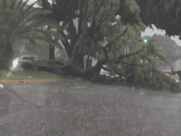 Se reporta un árbol caído en avenida Niños Héroes, a la altura de avenida circunvalación Agustín Yáñez. X/@aviles_mgl