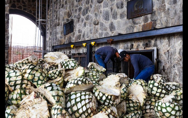 Información oportuna, registro de plantaciones y capacitación de los productores de agave y de Tequila son parte de los esfuerzos que ha realizado el Consejo Regulador del Tequila (CRT).