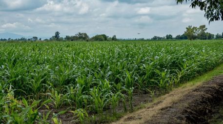 Esta región destaca por el cultivo de maíz y su cadena productiva durante estos meses del año. ESPECIAL/ Gobierno de Jalisco