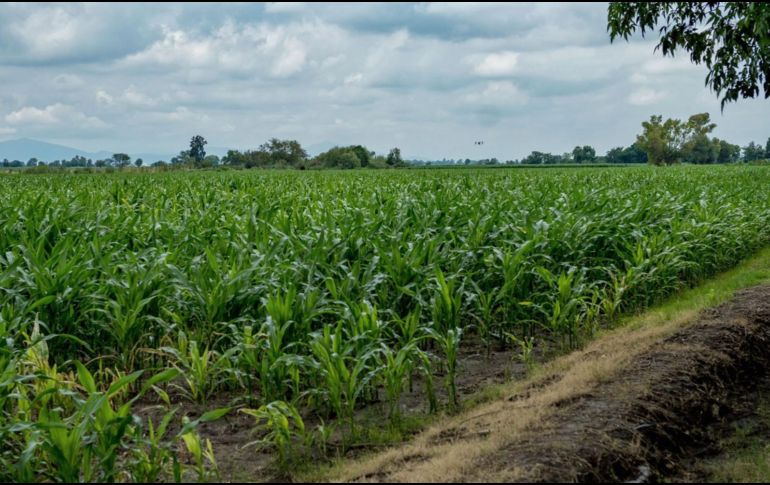 Esta región destaca por el cultivo de maíz y su cadena productiva durante estos meses del año. ESPECIAL/ Gobierno de Jalisco