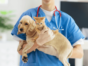 La esterilización de un perro, ya sea hembra o macho, ofrece numerosos beneficios. ESPECIAL