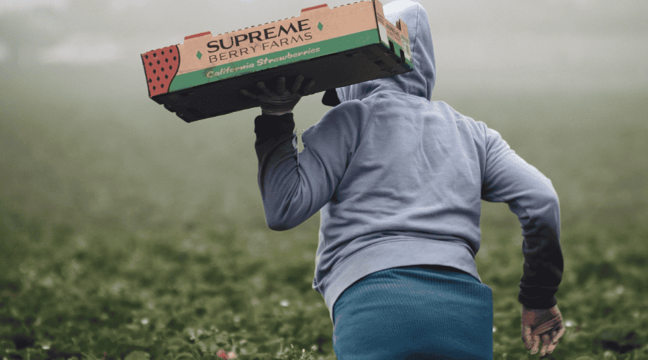 Durante 2023 se comercializaron 462 mil 491 toneladas de berries hacia Estados Unidos, países de Medio Oriente, Sudeste Asiático y la Unión Europea. ESPECIAL/Foto de Tim Mossholder en Unsplash