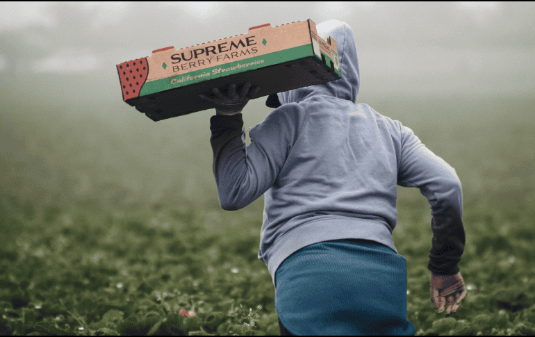 Durante 2023 se comercializaron 462 mil 491 toneladas de berries hacia Estados Unidos, países de Medio Oriente, Sudeste Asiático y la Unión Europea. ESPECIAL/Foto de Tim Mossholder en Unsplash