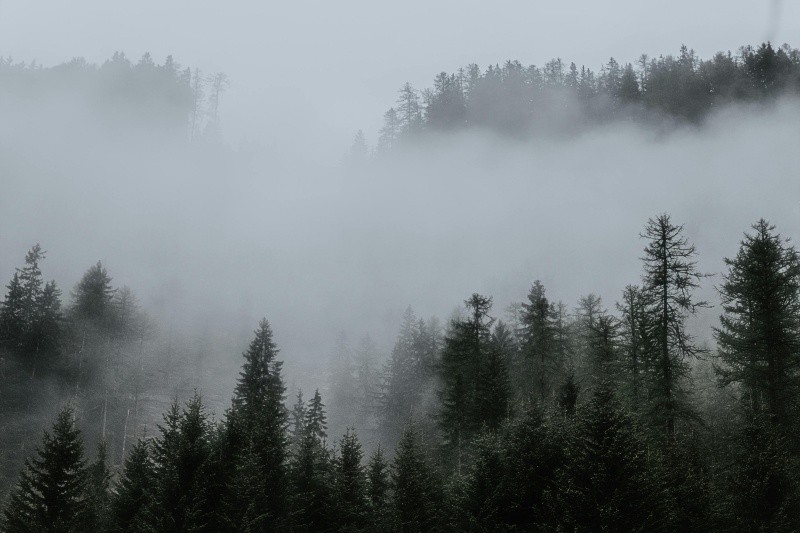 La zona de los bosques de niebla donde habita el quetzal se encuentra cada vez más limitada. Pexels