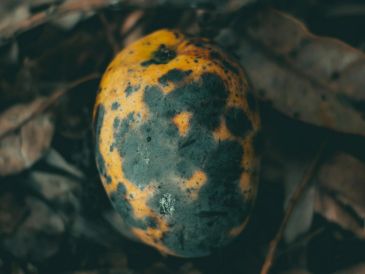 El mango es una parte importante de la cultura culinaria mexicana y se disfruta en todo el país. ESPECIAL / Pexels @Pedro Dutra