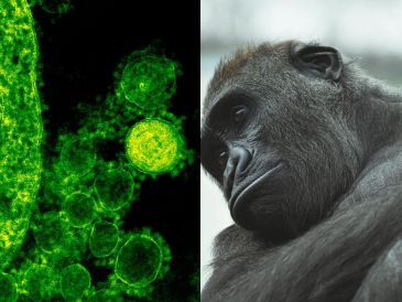 La viruela símica fue identificada por primera vez en Dinamarca en 1958, en un grupo de monos que se utilizaban para estudios de investigación. Pexels