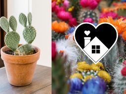 Aprender a identificar diferentes tipos de cactus, sus necesidades de luz y agua, y las mejores prácticas de cuidado puede ser una experiencia educativa y gratificante. CANVA