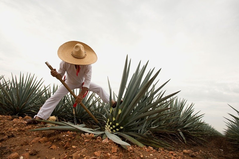 Jimador cortando agave en Tequila, Jalisco. ESPECIAL/Secretaría de Turismo 