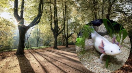 Los ajolotes suelen encontrarse en los canales de Xochimilco en la CDMX. Pixabay