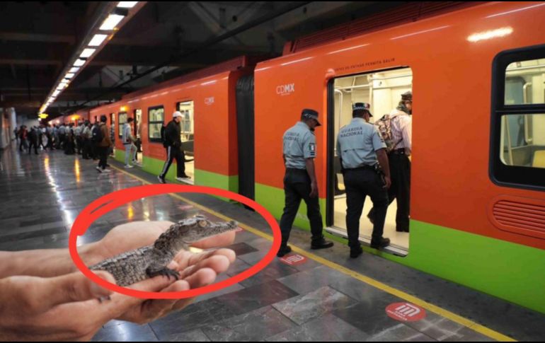 En los últimos años, se han realizado varios reportes de cocodrilos abandonados en la CDMX. El Universal/ Archivo, Pexels y CANVA