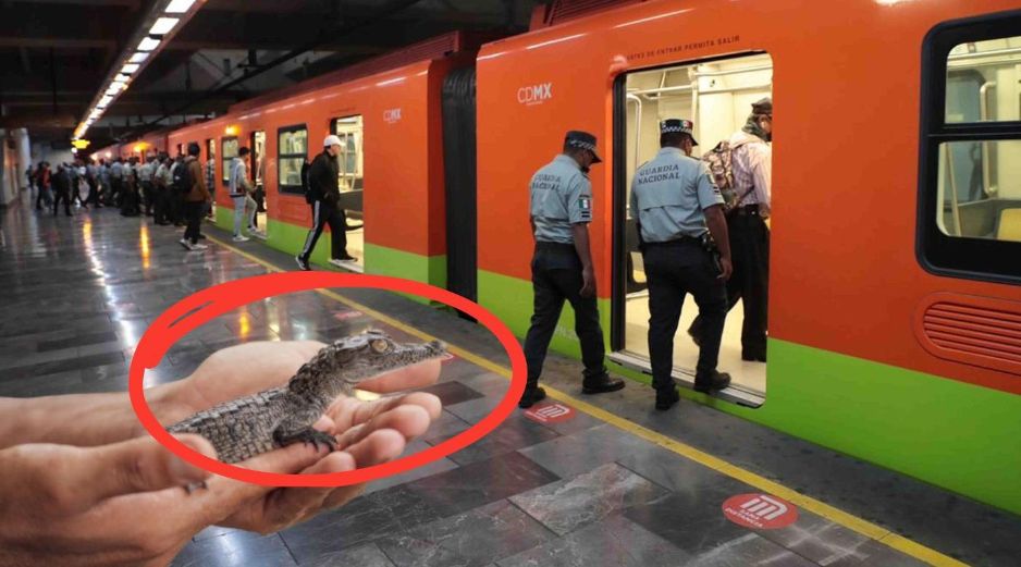 En los últimos años, se han realizado varios reportes de cocodrilos abandonados en la CDMX. El Universal/ Archivo, Pexels y CANVA