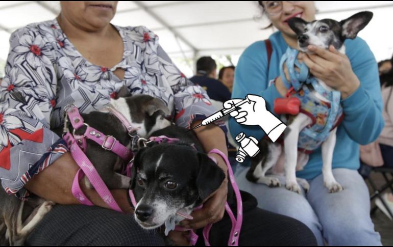 La dependencia resaltó que el objetivo de la jornada es proteger a la población de la CDMX contra la rabia. SEDESA / FREEPIK