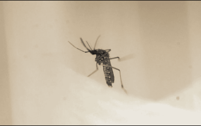 Las autoridades del IMSS-Bienestar también mantienen acciones de control. EFE / ARCHIVO