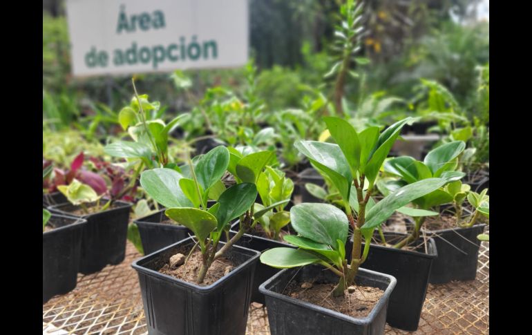 Ubicado en avenida Patria, el vivero tiene pasillos y recovecos por los que es fácil perderse entre las macetas y las hojas que van cayendo, pero que son un espacio en el que la ‘jungla de concreto’ en la que se está convirtiendo la ZMG queda fuera de este lugar. EL INFORMADOR / O. González
